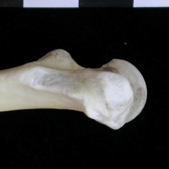 Fémur : parte proximal (17896 visitas) Lutra lutra - Macho - Adulto - Elemento derechoColección : Centro d' Investigación Portugués d' A... Fémur : parte proximal