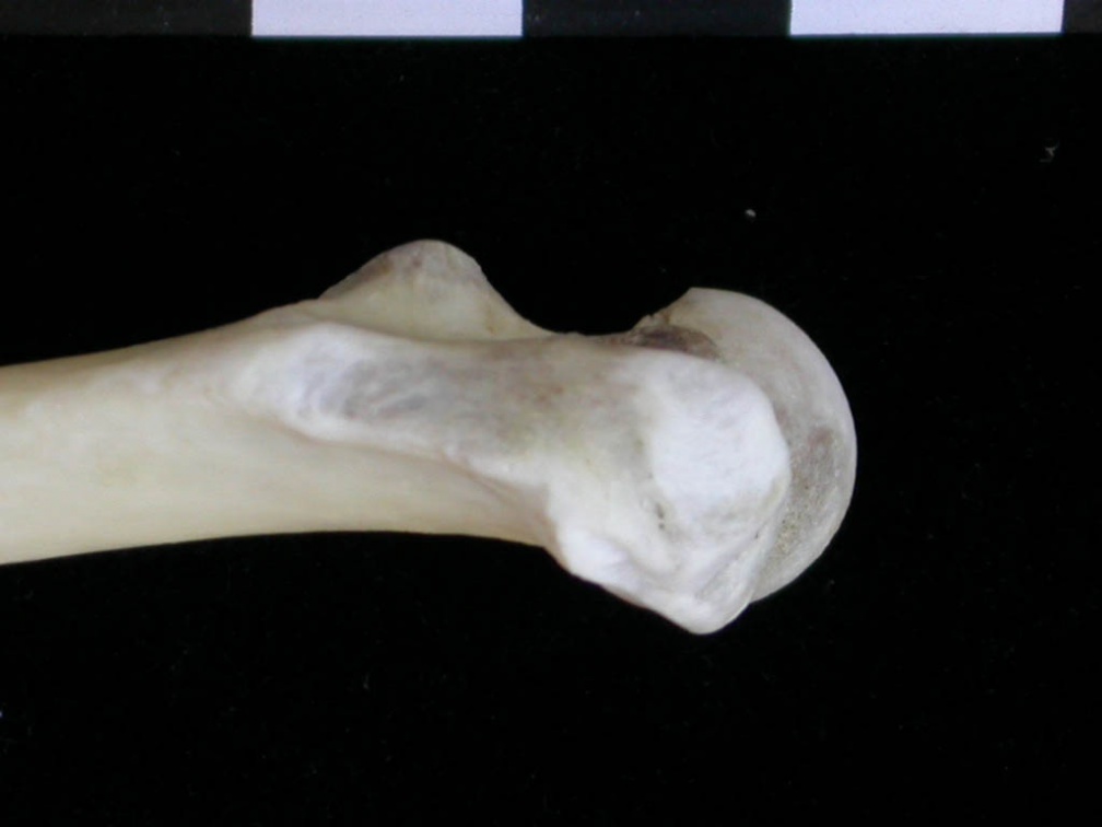 Fémur : partie proximale