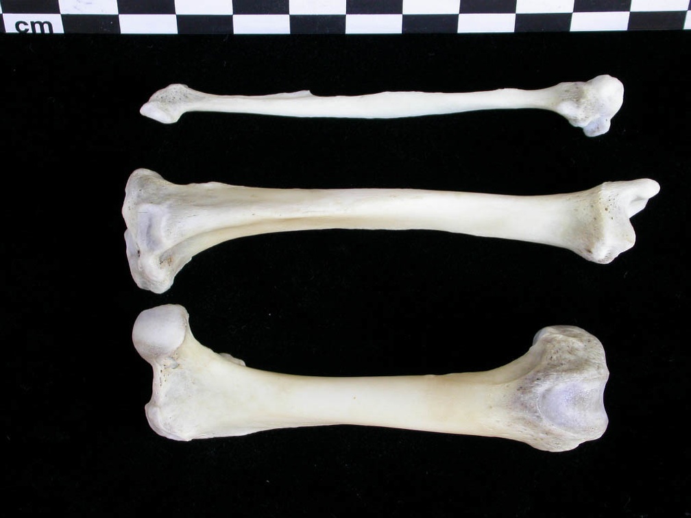 Fémur, tibia et fibula (22548 visites) Lutra lutra - Mâle - Adulte - Éléments droitsCollection : Centre d'Investigation Portugais d'Arch... Fémur, tibia et fibula