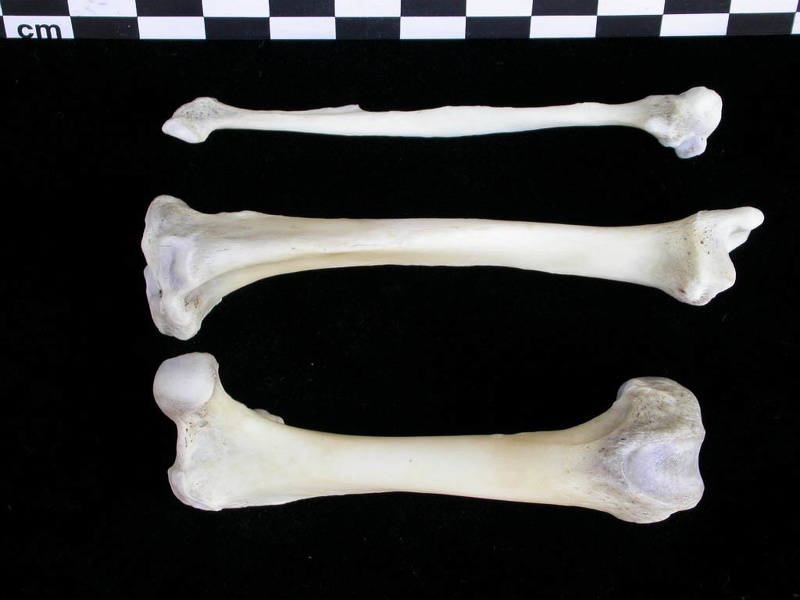 Fémur, tibia et fibula (22539 visites) Lutra lutra - Mâle - Adulte - Éléments droitsCollection : Centre d'Investigation Portugais d'Arch... Fémur, tibia et fibula