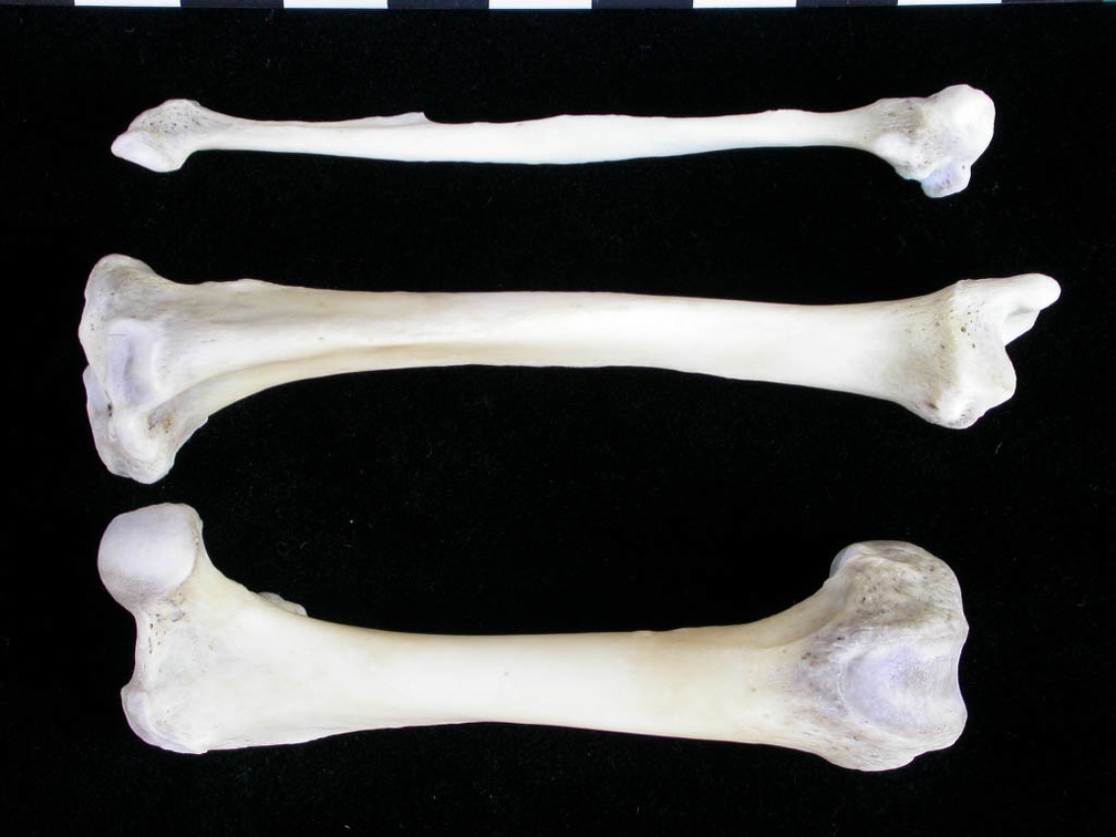 Fémur, tibia et fibula (21873 visites) Lutra lutra - Mâle - Adulte - Éléments droitsCollection : Centre d'Investigation Portugais d'Arch... Fémur, tibia et fibula
