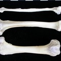 Fémur, tibia et fibula (21890 visites) Lutra lutra - Mâle - Adulte - Éléments droitsCollection : Centre d'Investigation Portugais d'Arch... Fémur, tibia et fibula