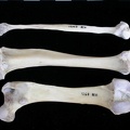 Fémur, tibia et fibula (22599 visites) Lutra lutra - Mâle - Adulte - Éléments droitsCollection : Centre d'Investigation Portugais d'Arch... Fémur, tibia et fibula