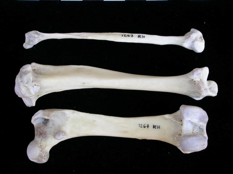 Fémur, tibia et fibula (22688 visites) Lutra lutra - Mâle - Adulte - Éléments droitsCollection : Centre d'Investigation Portugais d'Arch... Fémur, tibia et fibula