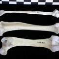 Fémur, tibia et fibula (12995 visites) Lutra lutra - Mâle - Adulte - Éléments droitsCollection : Centre d'Investigation Portugais d'Arch... Fémur, tibia et fibula