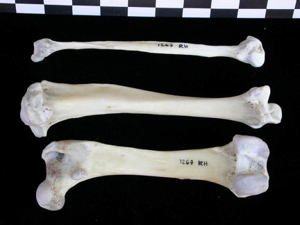 Fémur, tibia et fibula (12993 visites) Lutra lutra - Mâle - Adulte - Éléments droitsCollection : Centre d'Investigation Portugais d'Arch... Fémur, tibia et fibula