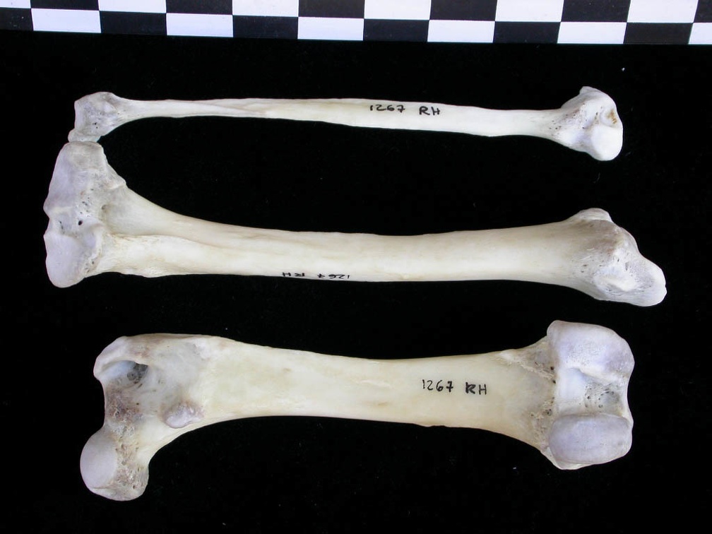Fémur, tibia et fibula (12522 visites) Lutra lutra - Mâle - Adulte - Éléments droitsCollection : Centre d'Investigation Portugais d'Arch... Fémur, tibia et fibula