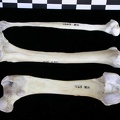 Fémur, tibia et fibula (12533 visites) Lutra lutra - Mâle - Adulte - Éléments droitsCollection : Centre d'Investigation Portugais d'Arch... Fémur, tibia et fibula
