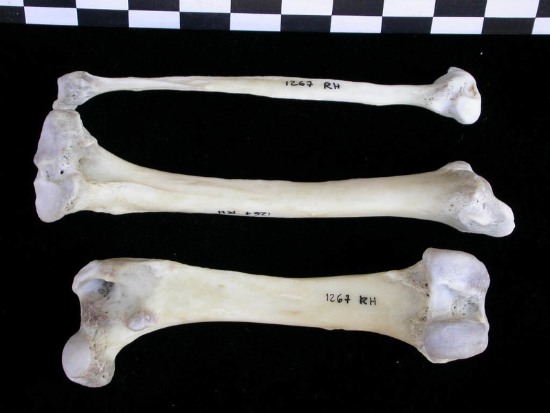 Fémur, tibia et fibula (12585 visites) Lutra lutra - Mâle - Adulte - Éléments droitsCollection : Centre d'Investigation Portugais d'Arch... Fémur, tibia et fibula