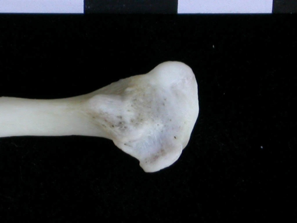 Fibula : partie distale (18518 visites) Lutra lutra - Mâle - Adulte - Élément droitCollection : Centre d'Investigation Portugais d'Arché... Fibula : partie distale