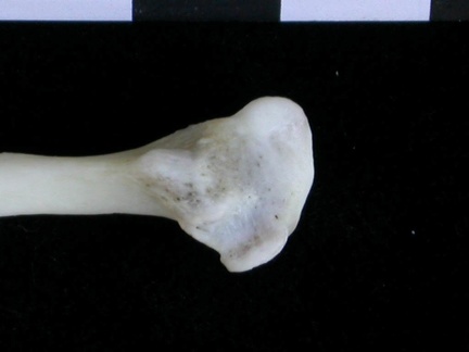 Fibula : partie distale (18521 visites) Lutra lutra - Mâle - Adulte - Élément droitCollection : Centre d'Investigation Portugais d'Arché... Fibula : partie distale