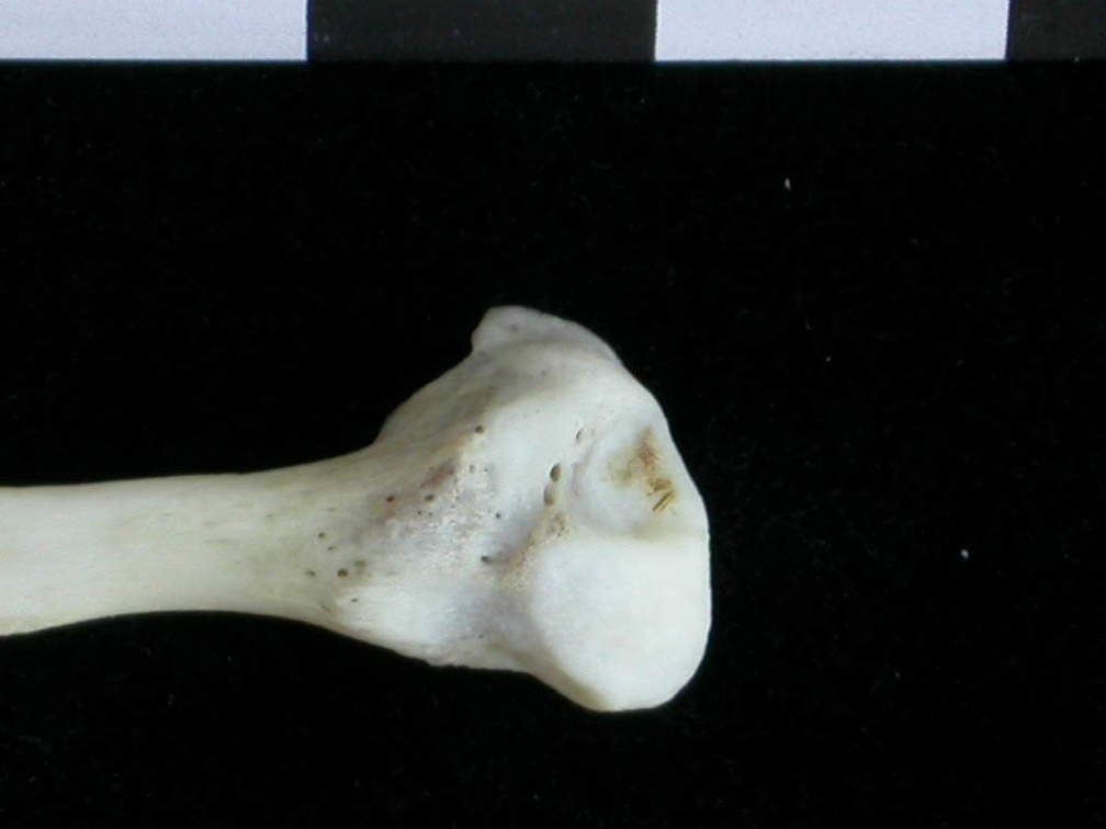 Fibula : partie distale (16922 visites) Lutra lutra - Mâle - Adulte - Élément droitCollection : Centre d'Investigation Portugais d'Arché... Fibula : partie distale