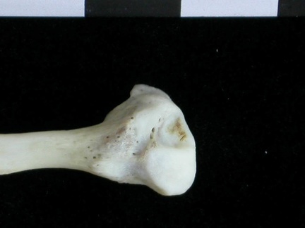 Fibula : partie distale (16924 visites) Lutra lutra - Mâle - Adulte - Élément droitCollection : Centre d'Investigation Portugais d'Arché... Fibula : partie distale