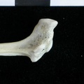 Fibula : partie proximale (16331 visites) Lutra lutra - Mâle - Adulte - Élément droitCollection : Centre d'Investigation Portugais d'Arché... Fibula : partie proximale