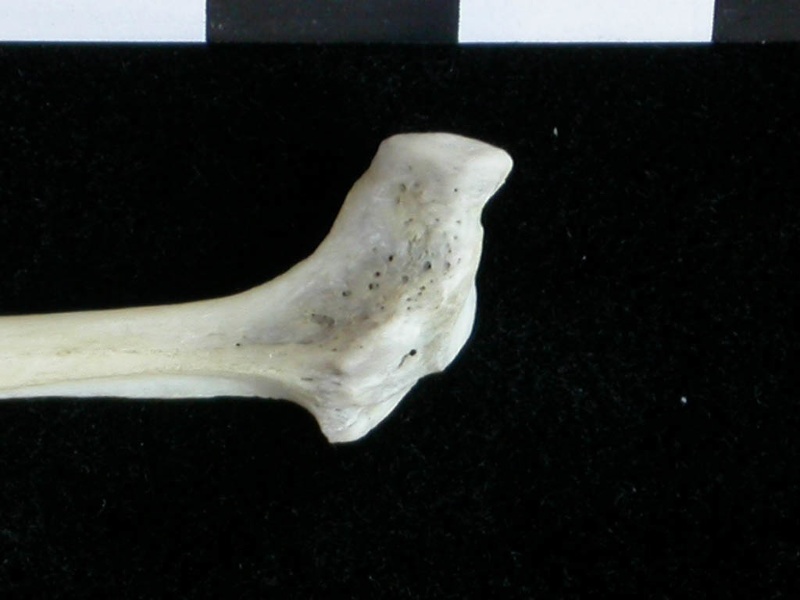 Fibula : partie proximale (16416 visites) Lutra lutra - Mâle - Adulte - Élément droitCollection : Centre d'Investigation Portugais d'Arché... Fibula : partie proximale