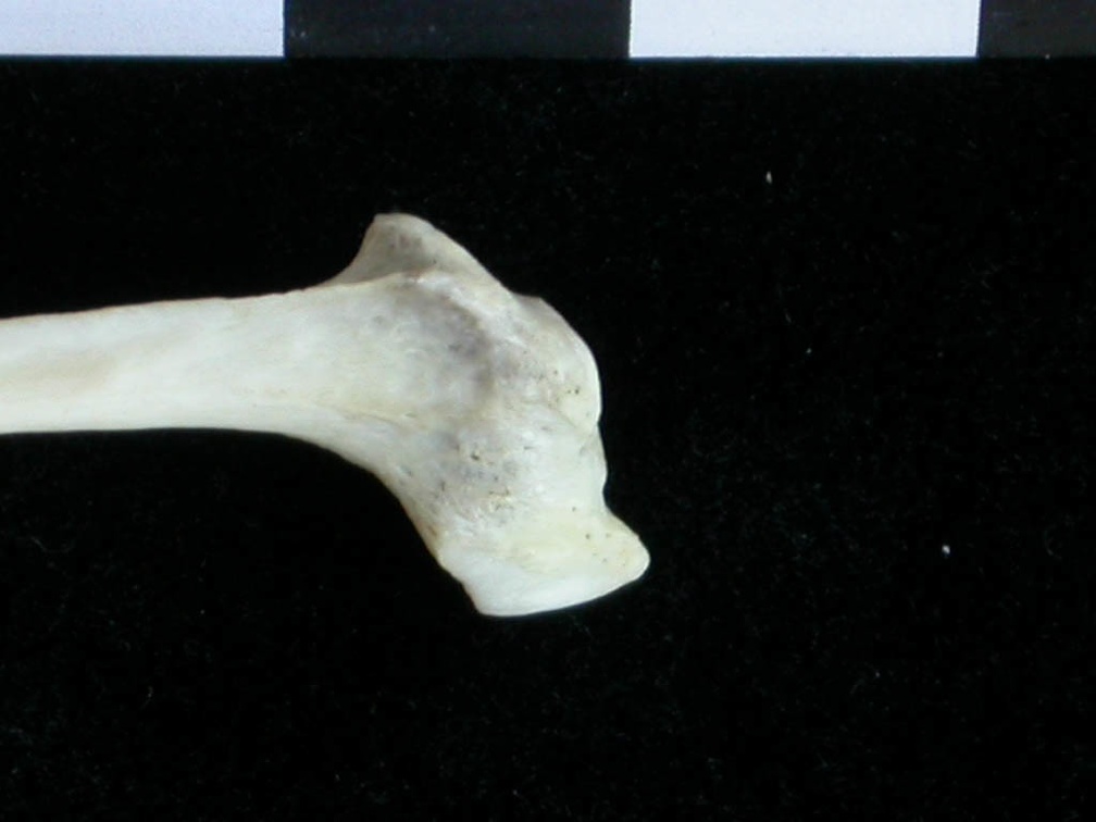 Fibula : partie proximale (16527 visites) Lutra lutra - Mâle - Adulte - Élément droitCollection : Centre d'Investigation Portugais d'Arché... Fibula : partie proximale