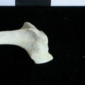 Fibula : partie proximale (16509 visites) Lutra lutra - Mâle - Adulte - Élément droitCollection : Centre d'Investigation Portugais d'Arché... Fibula : partie proximale