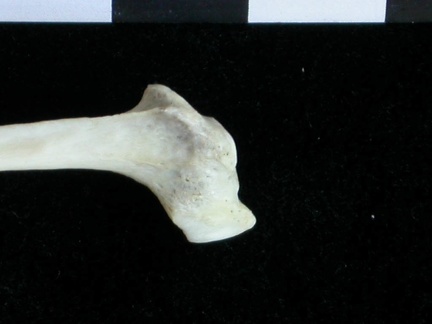 Fibula: proximale part (16515 visits) Lutra lutra - Male - Adult- Right elementCollection: Portuguese Center of Investigation in Archaeolo... Fibula: proximale part