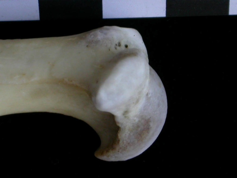 Humerus: proximale part (10051 visits) Lutra lutra - Male - Adult- Right elementCollection: Portuguese Center of Investigation in Archaeolo... Humerus: proximale part