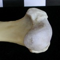 Húmero : parte proximal (10850 visitas) Lutra lutra - Macho - Adulto - Elemento derechoColección : Centro d' Investigación Portugués d' A... Húmero : parte proximal