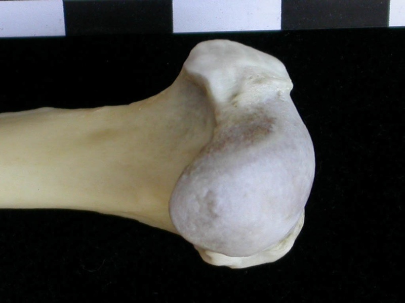 Humerus: proximale part (10812 visits) Lutra lutra - Male - Adult- Right elementCollection: Portuguese Center of Investigation in Archaeolo... Humerus: proximale part