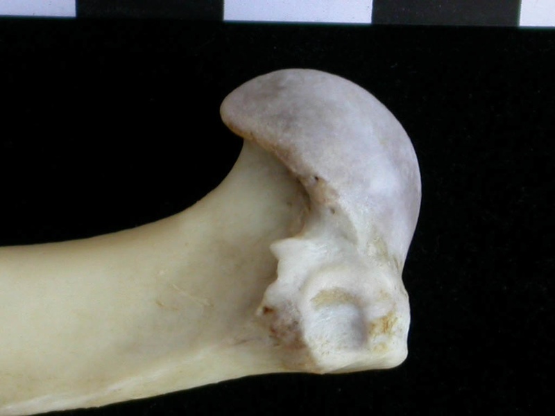 Humerus: proximale part (11971 visits) Lutra lutra - Male - Adult- Right elementCollection: Portuguese Center of Investigation in Archaeolo... Humerus: proximale part