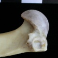 Ll-Hu prox3.jpg