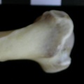Humérus : partie proximale (13332 visites) Lutra lutra - Mâle - Adulte - Élément droitCollection : Centre d'Investigation Portugais d'Arché... Humérus : partie proximale