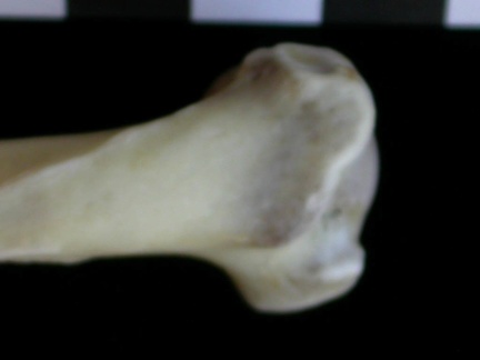 Humérus : partie proximale (13336 visites) Lutra lutra - Mâle - Adulte - Élément droitCollection : Centre d'Investigation Portugais d'Arché... Humérus : partie proximale