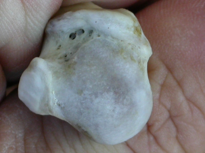 Humerus: proximal end (25035 visits) Lutra lutra - Male - Adult- Right elementCollection: Portuguese Center of Investigation in Archaeolo... Humerus: proximal end