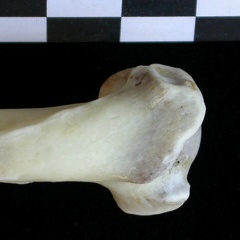 Humérus : partie proximale (23809 visites) Lutra lutra - Mâle - Adulte - Élément droitCollection : Centre d'Investigation Portugais d'Arché... Humérus : partie proximale