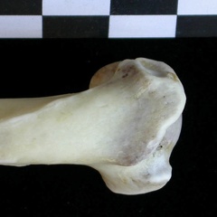 Humerus: proximale part