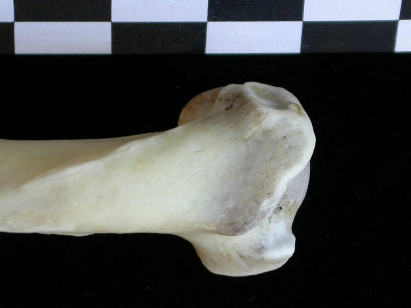 Humerus: proximale part (23809 visits) Lutra lutra - Male - Adult- Right elementCollection: Portuguese Center of Investigation in Archaeolo... Humerus: proximale part