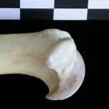 Humérus : partie proximale (23303 visites) Lutra lutra - Mâle - Adulte - Élément droitCollection : Centre d'Investigation Portugais d'Arché... Humérus : partie proximale