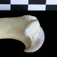 Humérus : partie proximale (23304 visites) Lutra lutra - Mâle - Adulte - Élément droitCollection : Centre d'Investigation Portugais d'Arché... Humérus : partie proximale