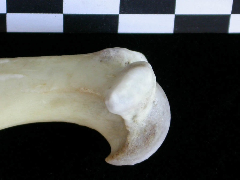 Humerus: proximale part (23305 visits) Lutra lutra - Male - Adult- Right elementCollection: Portuguese Center of Investigation in Archaeolo... Humerus: proximale part
