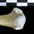 Humérus : partie proximale (23086 visites) Lutra lutra - Mâle - Adulte - Élément droitCollection : Centre d'Investigation Portugais d'Arché... Humérus : partie proximale