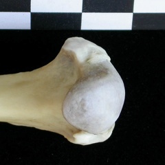Humérus : partie proximale (23089 visites) Lutra lutra - Mâle - Adulte - Élément droitCollection : Centre d'Investigation Portugais d'Arché... Humérus : partie proximale