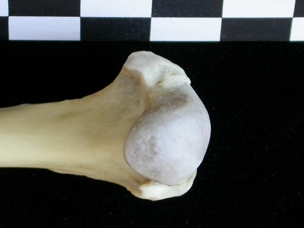 Humérus : partie proximale (23095 visites) Lutra lutra - Mâle - Adulte - Élément droitCollection : Centre d'Investigation Portugais d'Arché... Humérus : partie proximale
