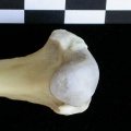 Ll-Huprox3.jpg