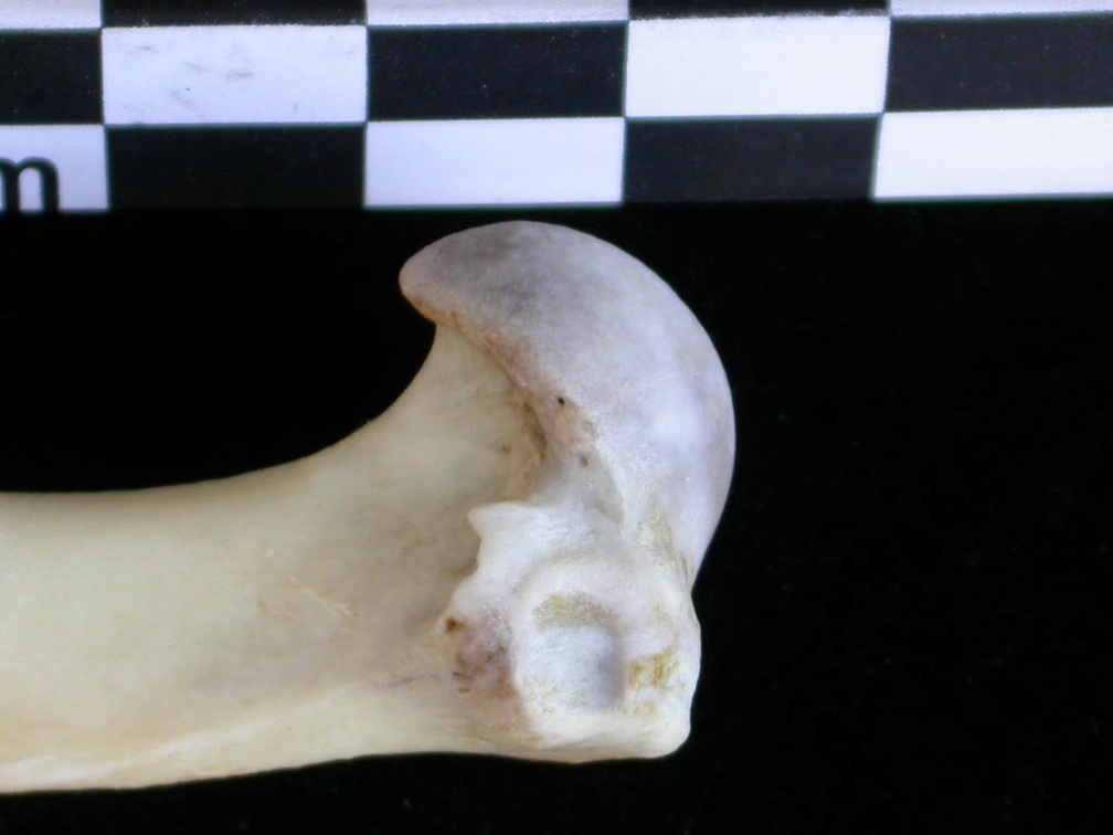 Humérus : partie proximale (21292 visites) Lutra lutra - Mâle - Adulte - Élément droitCollection : Centre d'Investigation Portugais d'Arché... Humérus : partie proximale