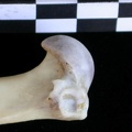 Humérus : partie proximale (21340 visites) Lutra lutra - Mâle - Adulte - Élément droitCollection : Centre d'Investigation Portugais d'Arché... Humérus : partie proximale