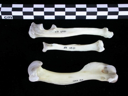 Humérus, radius et ulna (24622 visites) Lutra lutra - Mâle - Adulte - Éléments droitsCollection : Centre d'Investigation Portugais d'Arch... Humérus, radius et ulna