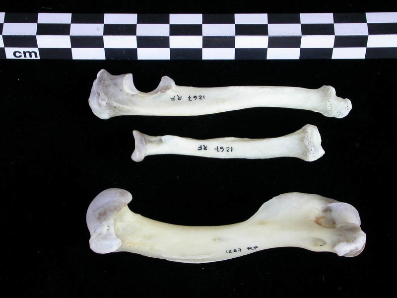 Humérus, radius et ulna (24617 visites) Lutra lutra - Mâle - Adulte - Éléments droitsCollection : Centre d'Investigation Portugais d'Arch... Humérus, radius et ulna