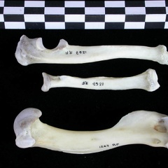 Humérus, radius et ulna (23541 visites) Lutra lutra - Mâle - Adulte - Éléments droitsCollection : Centre d'Investigation Portugais d'Arch... Humérus, radius et ulna