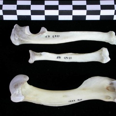 Humérus, radius et ulna