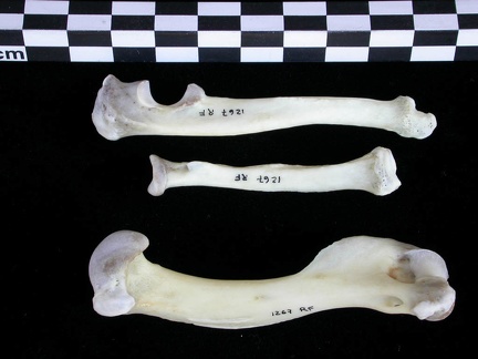 Humérus, radius et ulna (23520 visites) Lutra lutra - Mâle - Adulte - Éléments droitsCollection : Centre d'Investigation Portugais d'Arch... Humérus, radius et ulna