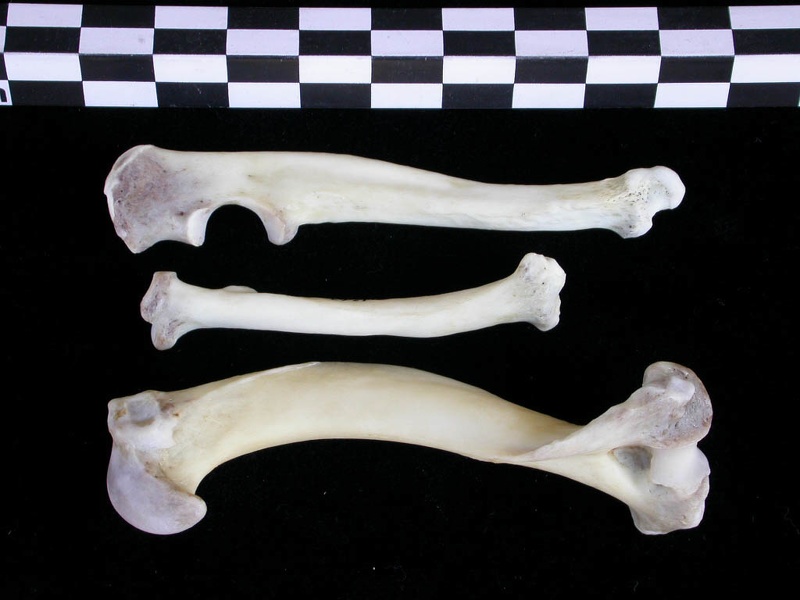 Humérus, radius et ulna (23768 visites) Lutra lutra - Mâle - Adulte - Éléments droitsCollection : Centre d'Investigation Portugais d'Arch... Humérus, radius et ulna