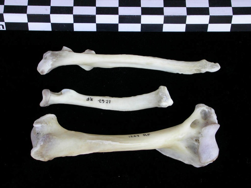 Humérus, radius et ulna (23215 visites) Lutra lutra - Mâle - Adulte - Éléments droitsCollection : Centre d'Investigation Portugais d'Arch... Humérus, radius et ulna