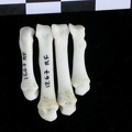 Métacarpiens (18917 visites) Lutra lutra - Mâle - Adulte - Éléments droitsCollection : Centre d'Investigation Portugais d'Arch... Métacarpiens